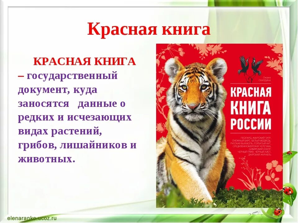 Животных из красной книги. Проект животные из красной книги. Красная книга России. Животные. Животные и растения красной книги. Красная книга краткий рассказ