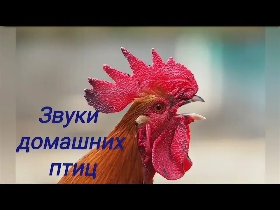 Как звучит курица. Как звучит курица