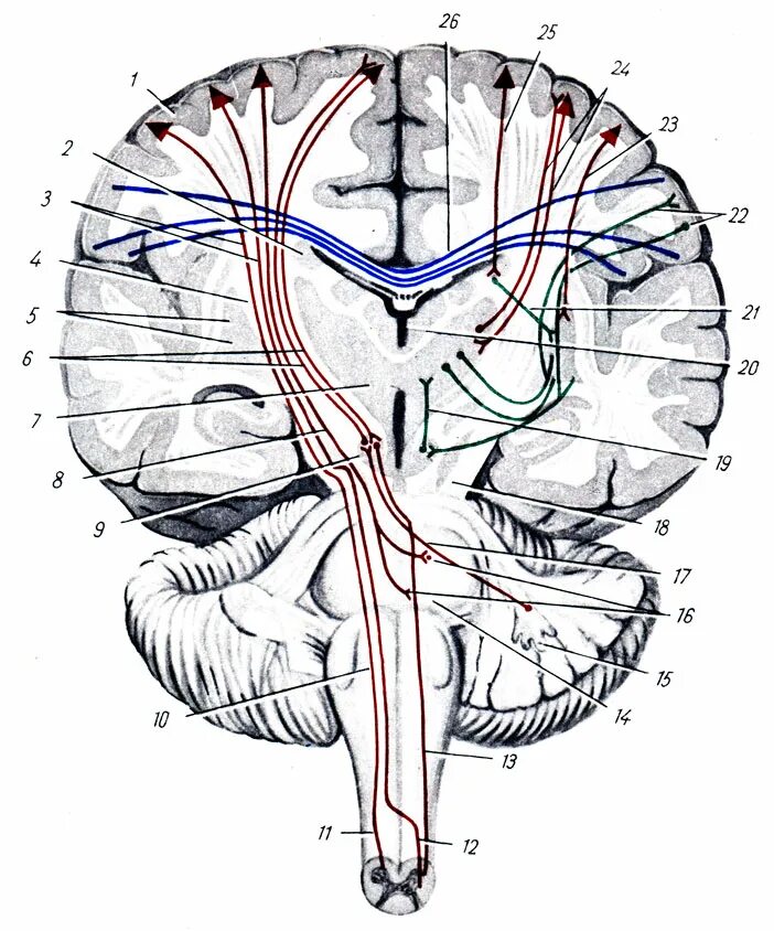 Проводящие системы головного мозга. Проводящие пути головного и спинного мозга анатомия. Проводящие пути головного мозга анатомия. Комиссуральные нервные волокна спинного мозга. Комиссуральные проводящие пути мозга.