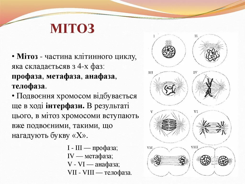 Профаза митоза сколько хромосом. Профаза анафаза телофаза метафаза интерфаза. Митоз профаза метафаза телофаза. Профаза 1 метафаза 1. Телофаза 2.