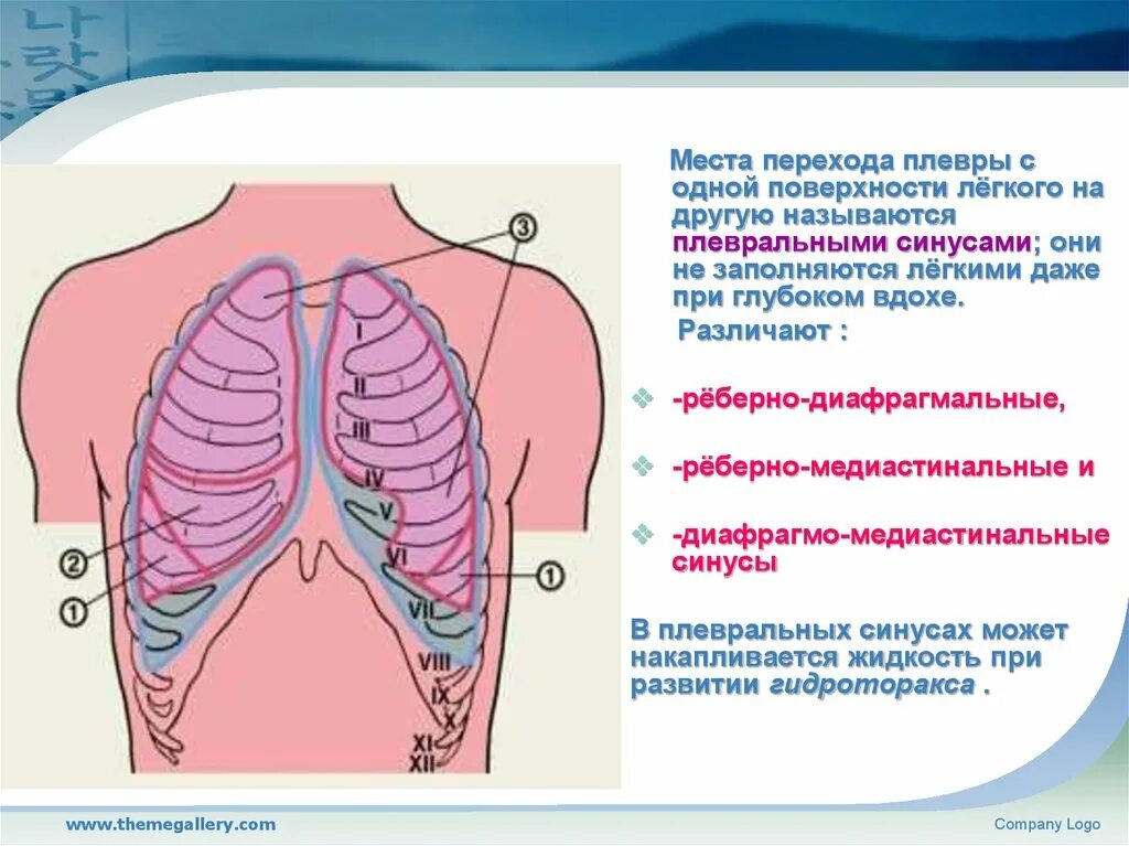 Дыхательная площадь легких. Синусы плевральной полости реберно- средостенный. Топография реберно диафрагмального синуса. Реберно диафрагмальный синус плевры. Синусы плевры анатомия.