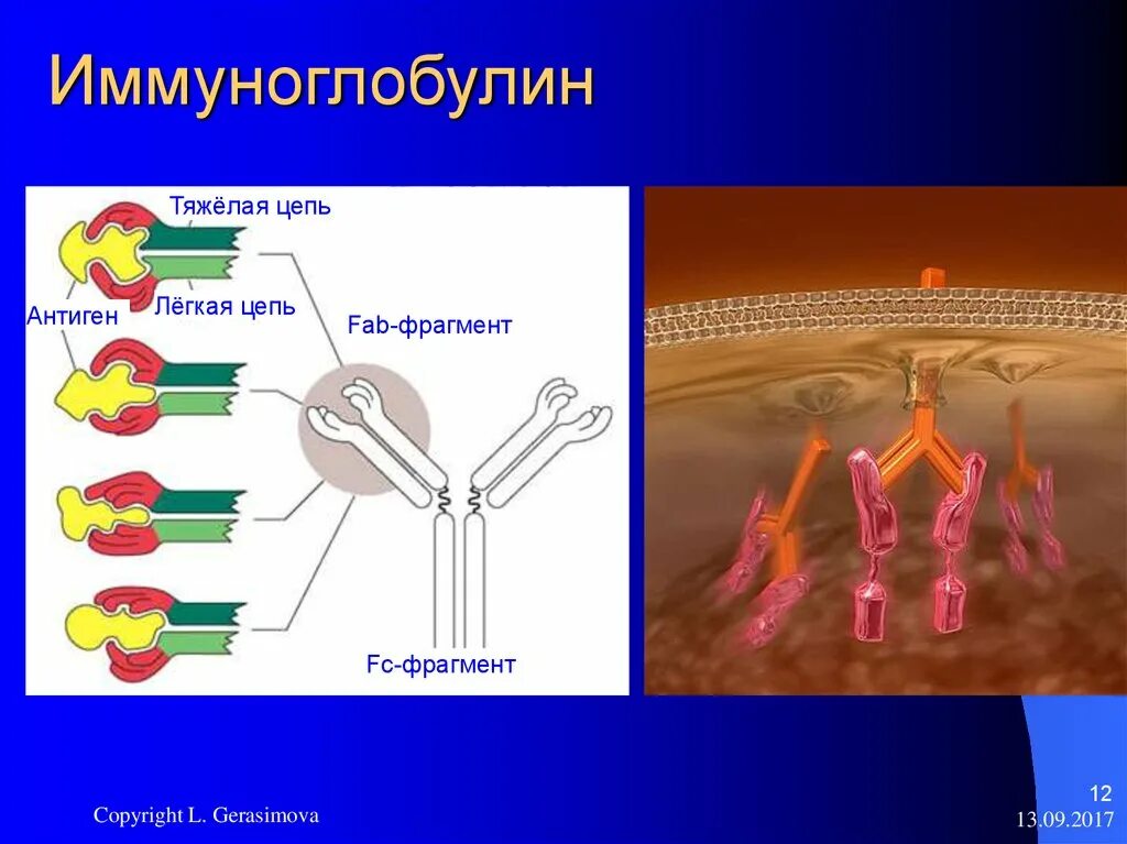 Фрагменты иммуноглобулинов. Иммуноглобулин. Цепи иммуноглобулинов. Легкая и тяжелая цепь иммуноглобулина. Лёгкие и тяжёлые цепи иммуноглобулинов.