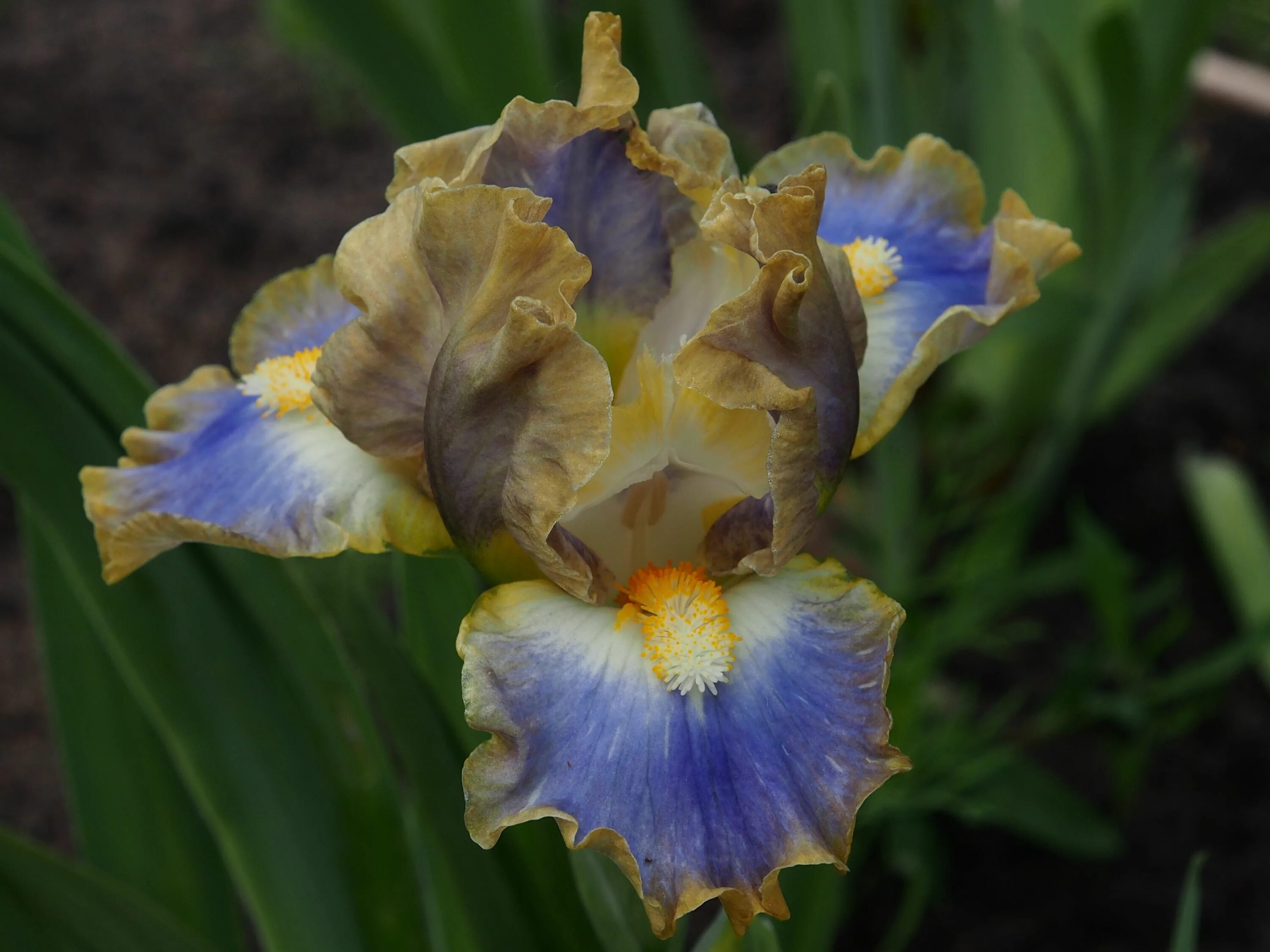 Iris mine