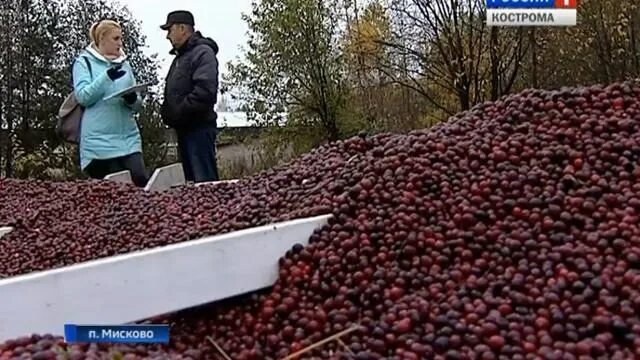 Клюква Кострома Мисково сайт. Костромская область плантация клюквы. Пос Мисково Костромской район. Плантация голубики и клюквы в Мисково Костромская область.