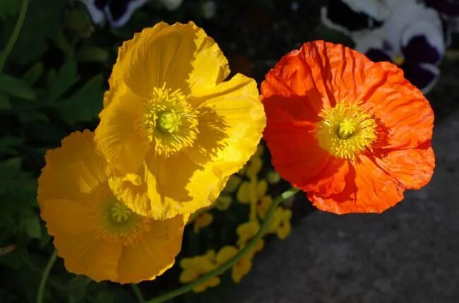 Tinnacriss : Photo Poppy flower, Poppies, Yellow flowers