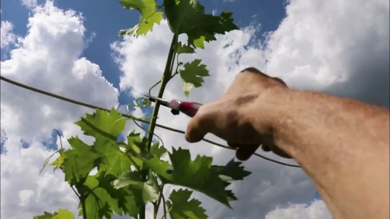 Виноградная лоза пасынкование. Виноградная лоза пасынкование. Чеканка винограда в августе. Чеканочная машина для виноградной лозы. Пасынковать виноград.