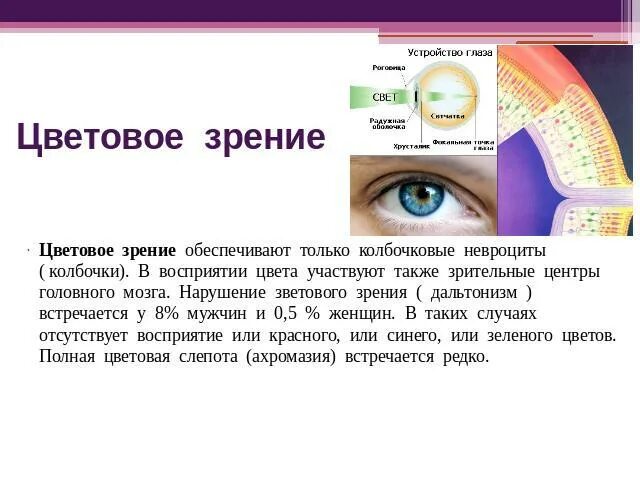 Зрение и восприятие цвета. Цветовое зрение. За цветное зрение отвечает. Рецепторы цветового зрения. Восприятие глаза человека