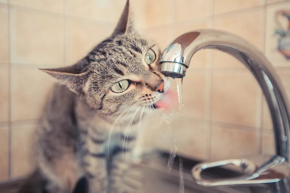 Кот открыл кран. Кот пьет воду из под крана. Кот и кран. Кот и кран с водой. Кот под краном.