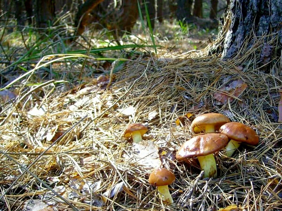 Осенние грибы маслята. Маслята в Сосновом Бору. Лесные грибы маслята. Масленок Сибирский. Грибы маслята в лесу.