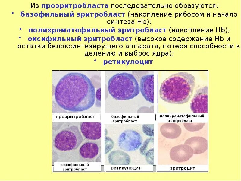 Эритробласт. Полихроматофильный эритробласт. оксифильные нормоциты. базофильный эритробласт. оксифильный эритробласт.