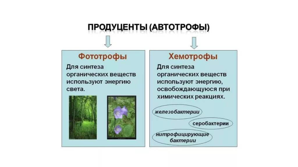 Растения являются продуцентами органических веществ. Питание бактерий фототрофы и хемотрофы. Автотрофные бактерии фототрофы хемотрофы. Автотрофный Тип питания фототрофный и. Питание бактерий автотрофы.