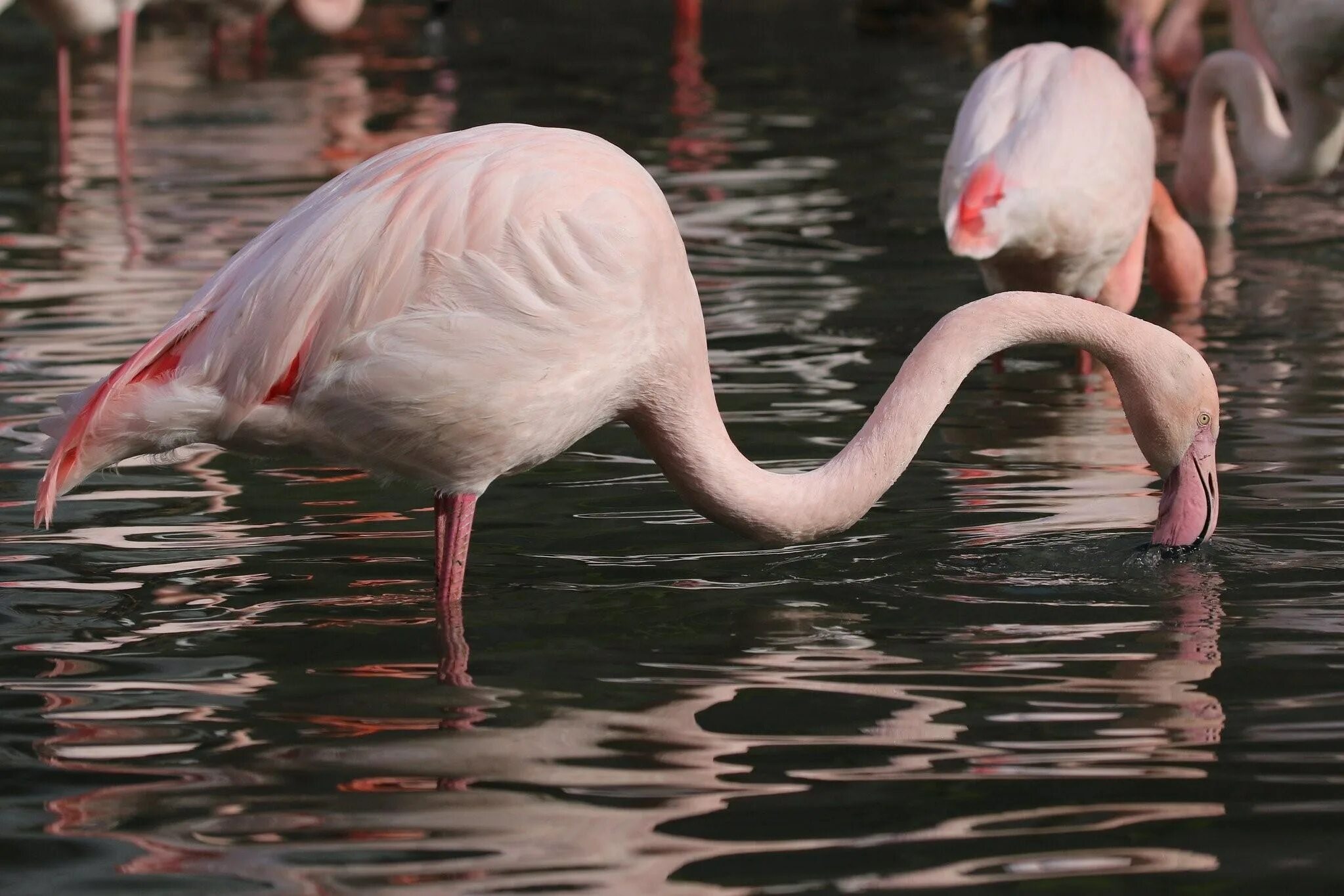 Розовый Фламинго Астраханский заповедник. Кукушкин розовый Фламинго. Розовый Фламинго Астрахань. Фламинго обыкновенный розовый. Розовый фламинго новое