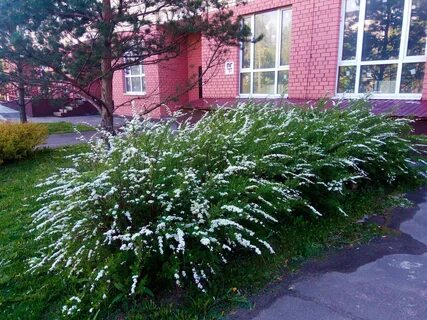 Серая посадка