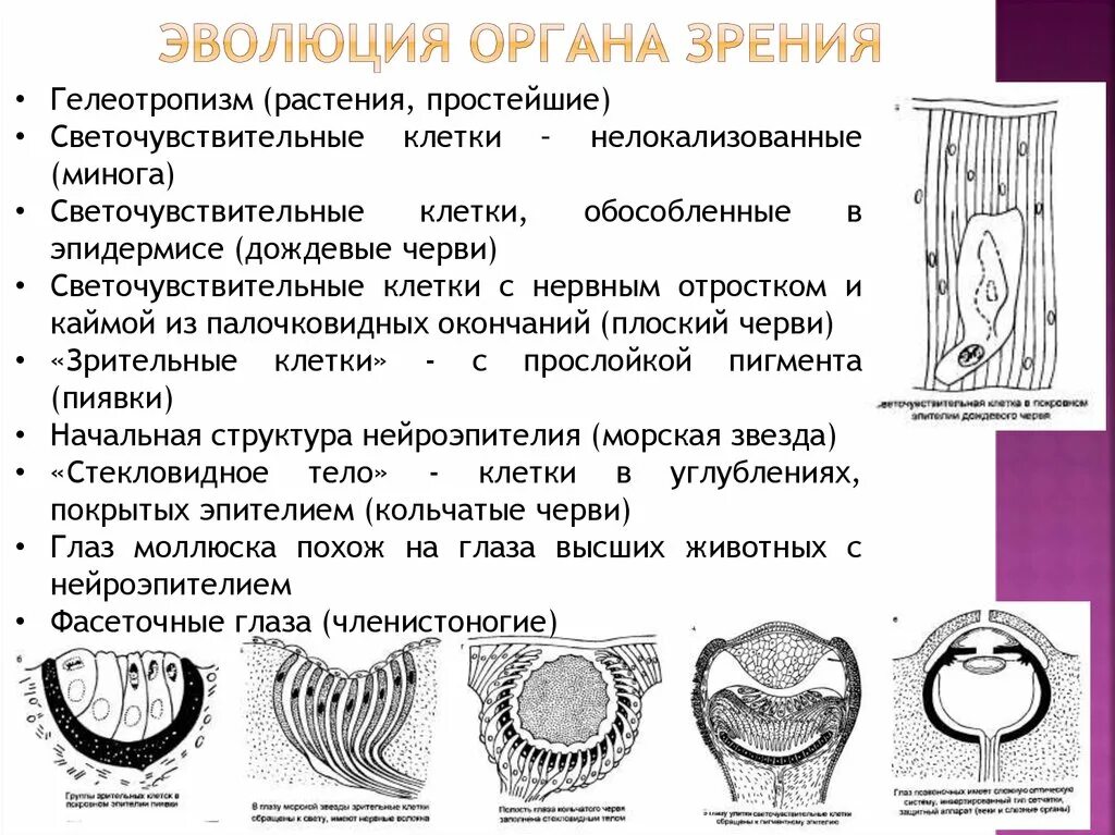 Органы чувств появились у. Эволюция органов зрения. Эволюция органа зрения у позвоночных. Развитие органа зрения у животных. Эволюция органов зрения у животных.