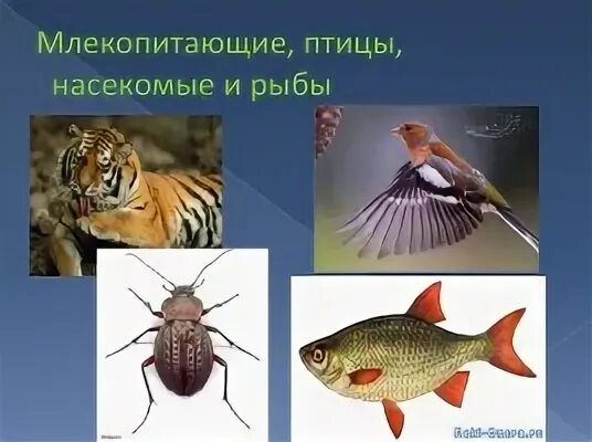 Птицы млекопитающие 3 класс. Насекомые птицы рыбы. насекомые млекопитающие птицы. млекопитающие рыбы насекомые. млекопитающие рыбы птицы.