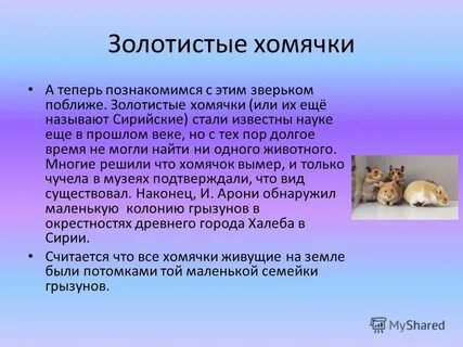 Какой тип питания характерен для золотистого хомячка