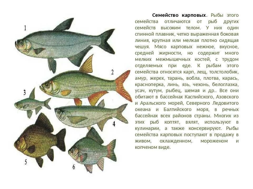 К какому семейству относится рыба. Карповые представители семейства рыб. Карповые описание рыб по внешним признакам. Карповые семейство рыб список. Характеристика семейства карповых рыб.