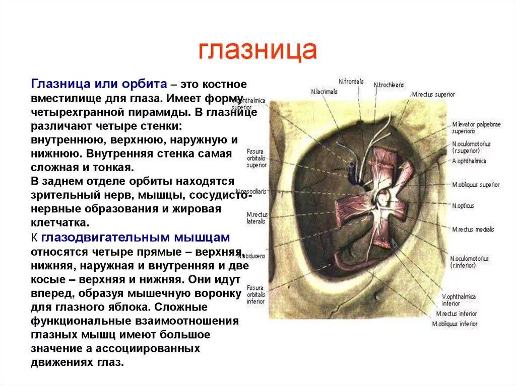 Сообщения глазницы. Топография глазницы анатомия. Строение черепа строение глазницы. Стенки глазницы топографическая анатомия. Орбита стенки анатомия.