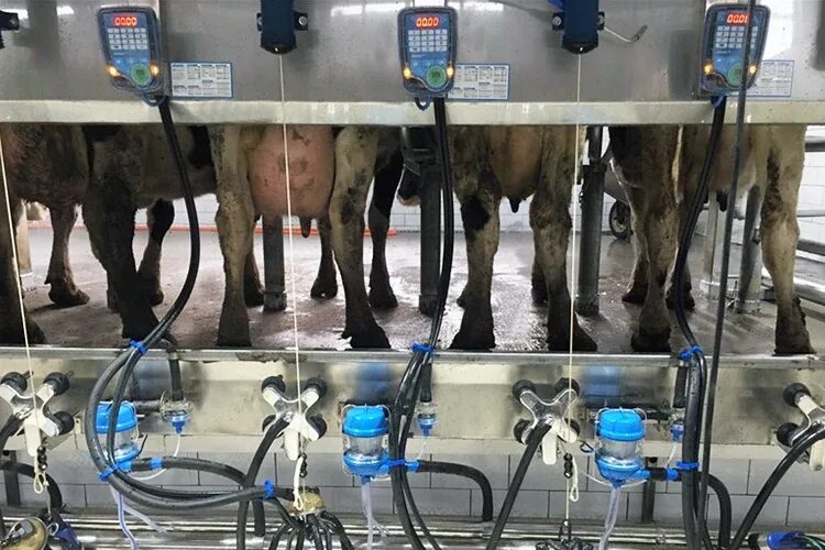 Доильный аппарат молочная ферма 1п. Доильный анализатор аппарат для коров QMILK. Доение коров в молокопровод. Доильный аппарат для коров молокопровод для контрольной дойки.