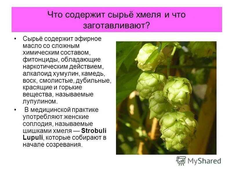 сырье содержащее эфирное масло хранят