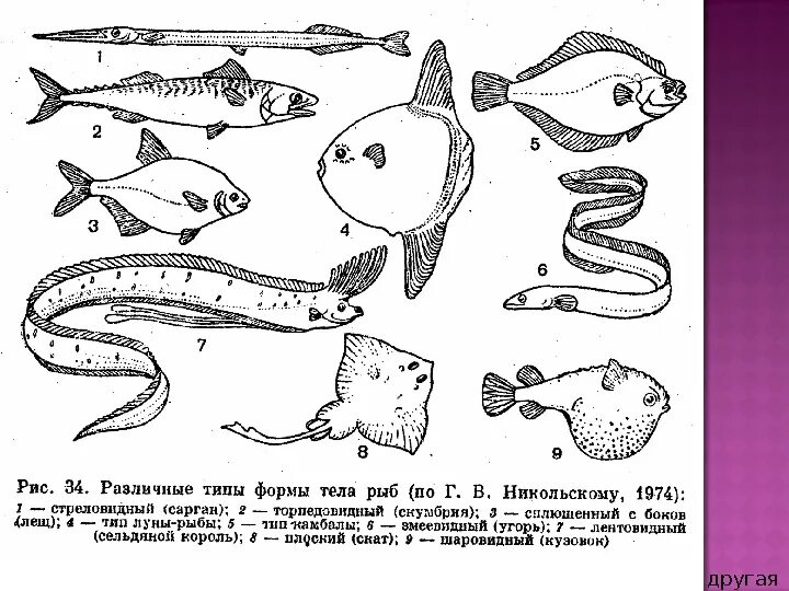 Какое тело у рыб. Форма тела рыб. Рыбы по форме тела. Различные формы рыб. Рыбы разной формы.