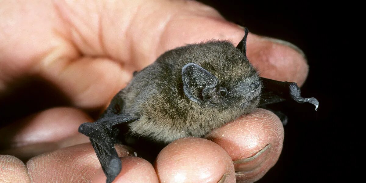 Убитая летучая мышь. Убитая летучая мышь. Домашняя летучая мышь. Домашние летучие мыши. Убитая летучая мышь.