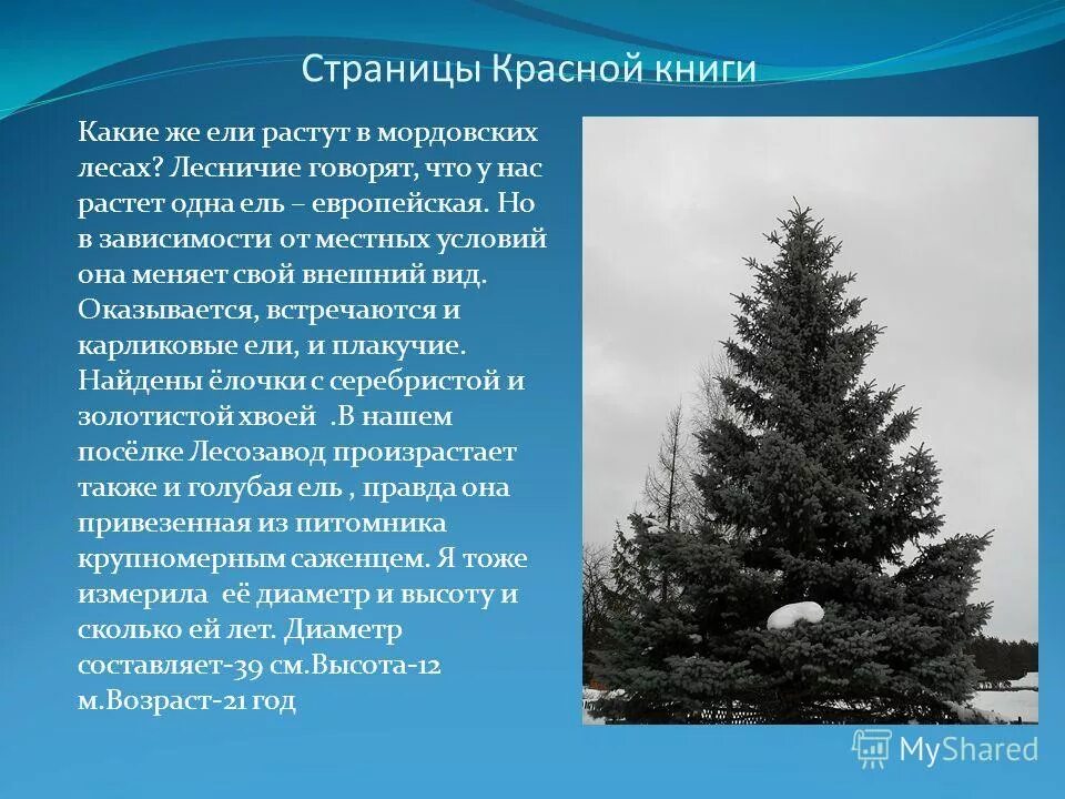 Ель аянская. Краснокнижные ели. Краснокнижные ели. Ель сибирская голубая. Пихта шренка.