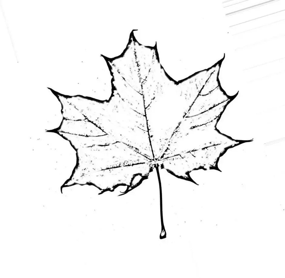 Листья карандашом легко. Листья рисунок. Кленовый лист рисунок. Листья карандашом. Кленовый лист зарисовка.