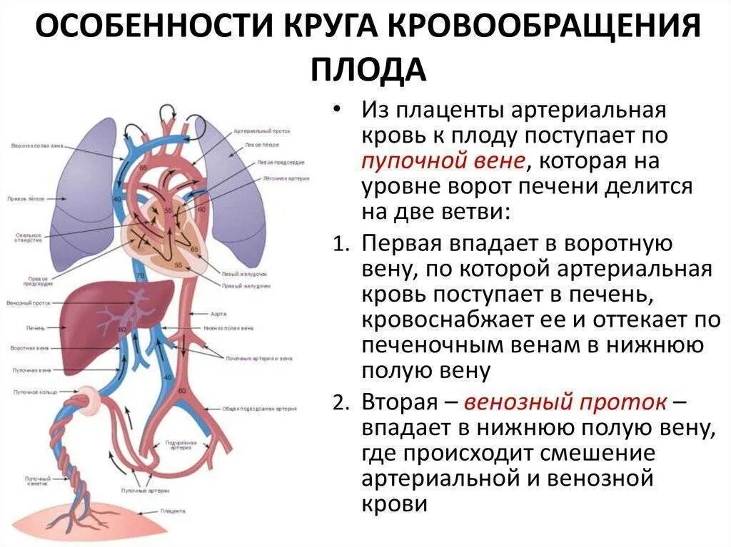 Признаки гемодинамики. Плацентарный круг кровообращения схема. Плацентарное кровообращение плода схема. Фетальный круг кровообращения схема. Круг кровообращения плода схема.