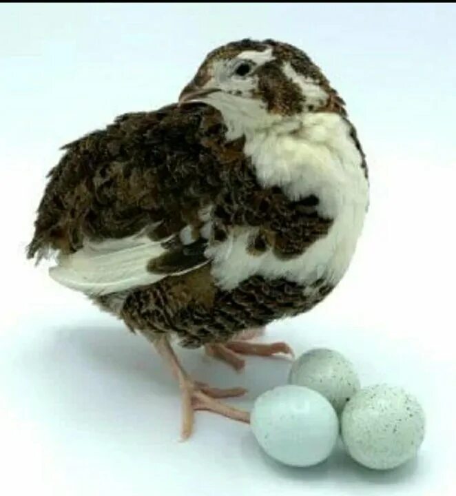 перепелиные яйца селадон. селадон куры. порода перепелов селадон. суточные перепела селадон. яйца перепелов селадон.