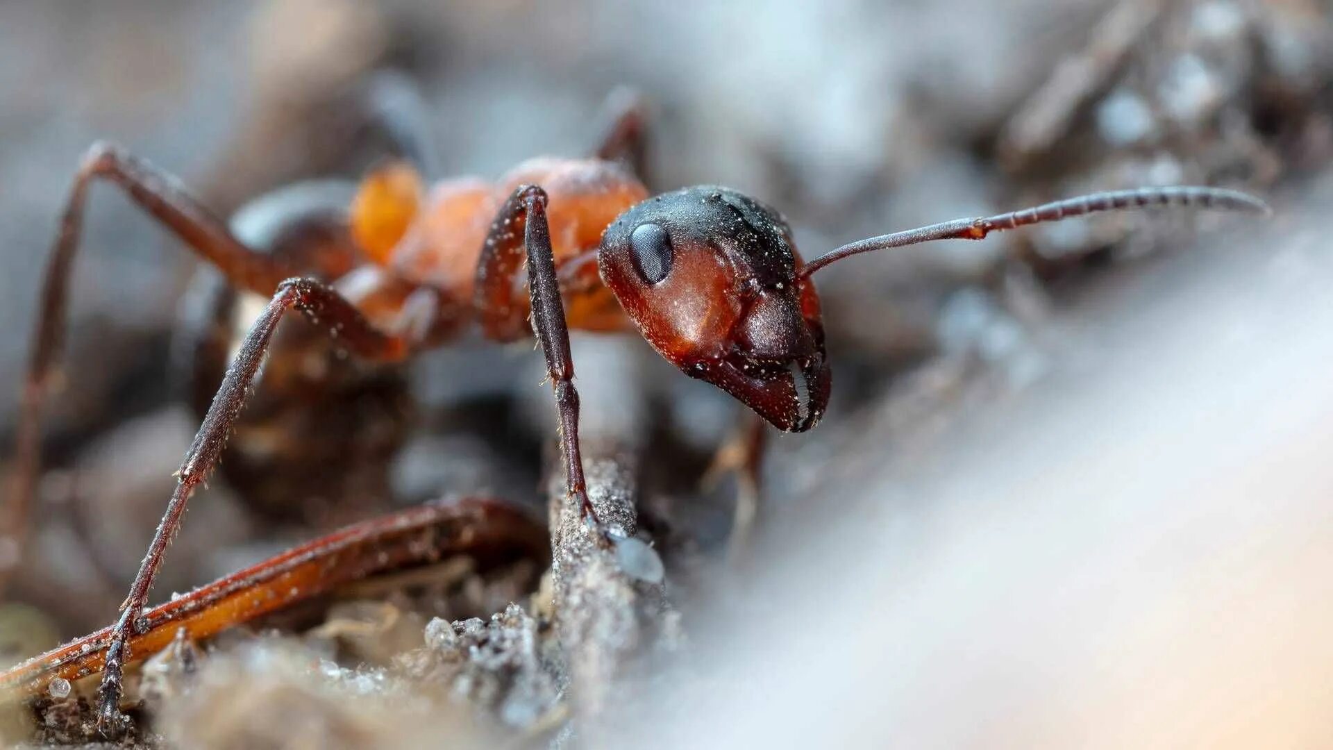 Муравьи. Интересные факты о муравьях. Аргентинский муравей. Муравьиное молоко. Обиженный муравей