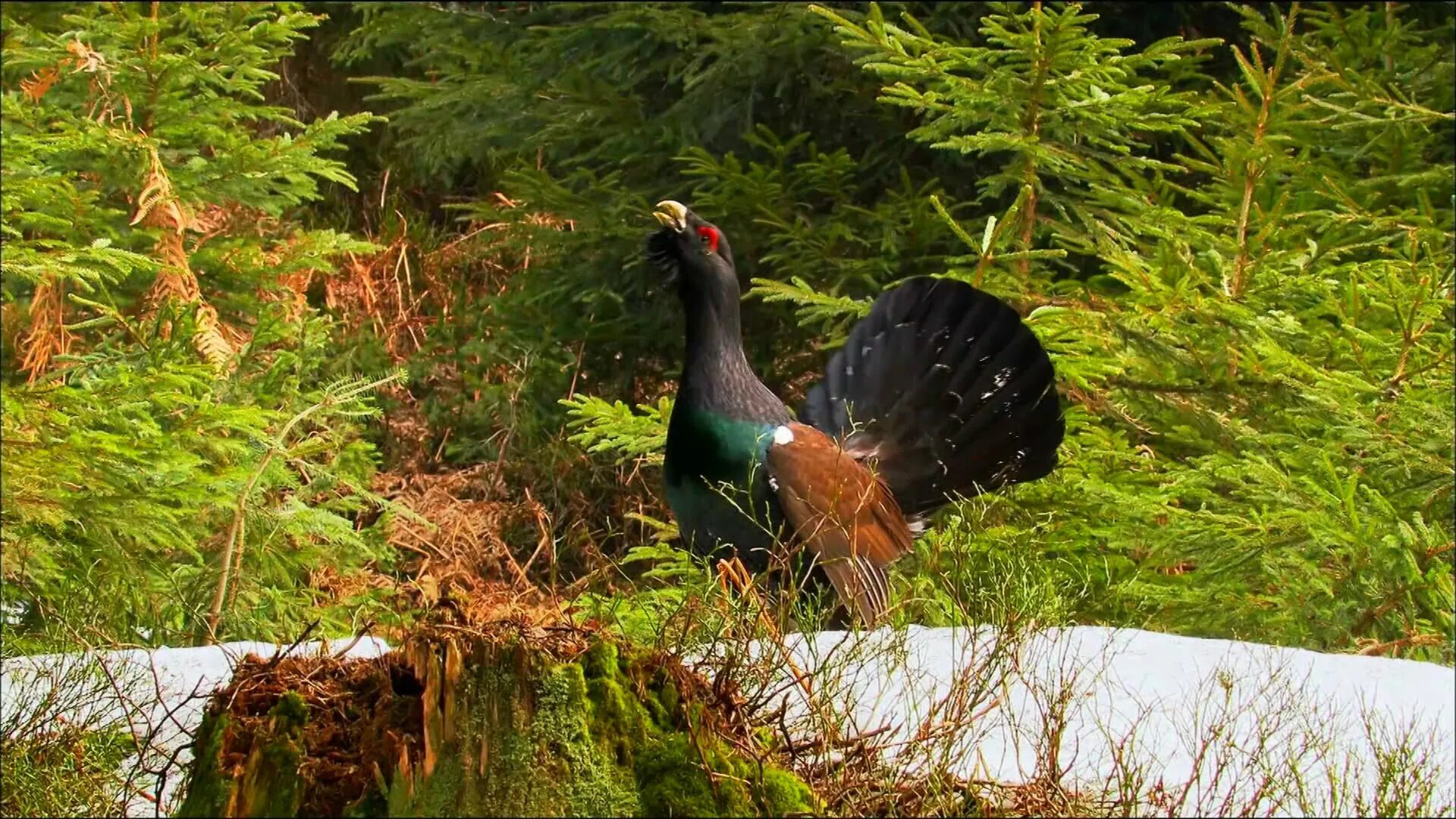 боровая дичь тетерев. тетерев-косач на березе. тетерев живет в лесу. боровая дичь тетерев. тетерев и фазан.