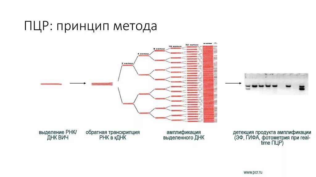 Исследование методом полимеразной цепной реакции ПЦР. ПЦР схема метода. Этапы ПЦР схема. Полимеразная цепная реакция схема.