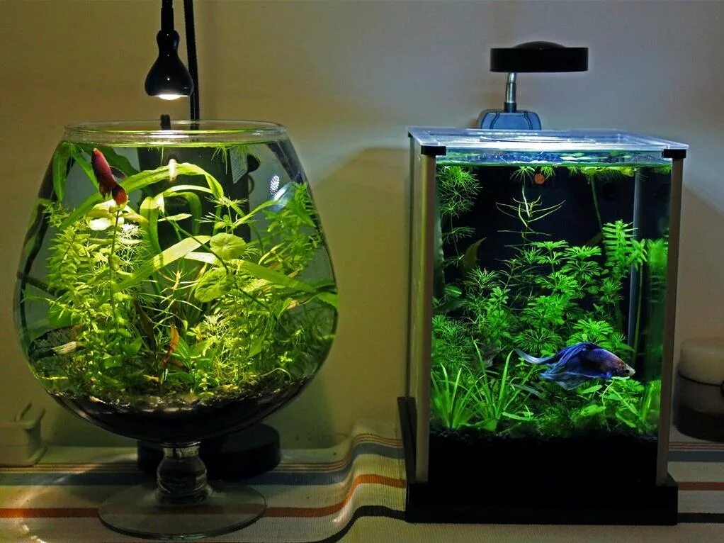 Содержание маленьких аквариумов. Аквариум 31 л up aquarium supply industries co. Аквариум tetra cascade globe white 238909. Аквариум 20 литров. Аквариум с петушком.