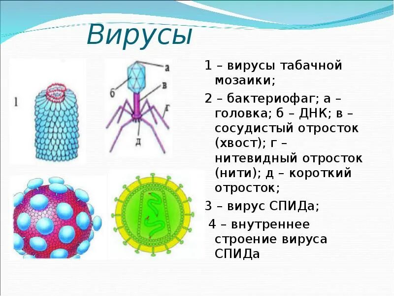 Представители вирусов 5 класс биология. Вирусы презентация 5 класс биология. Строение вируса 5 класс биология. Вирусы биология 5 кл. Вирус табачной мозаики и бактериофаг.