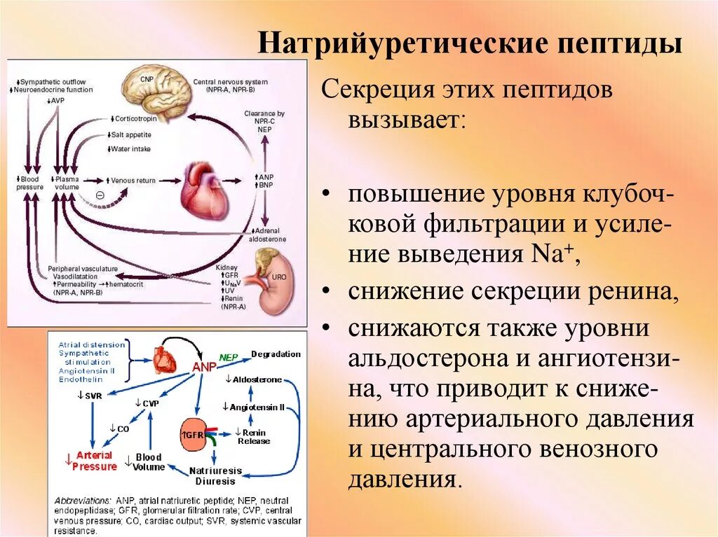 Определение пептида 32 мозга что это