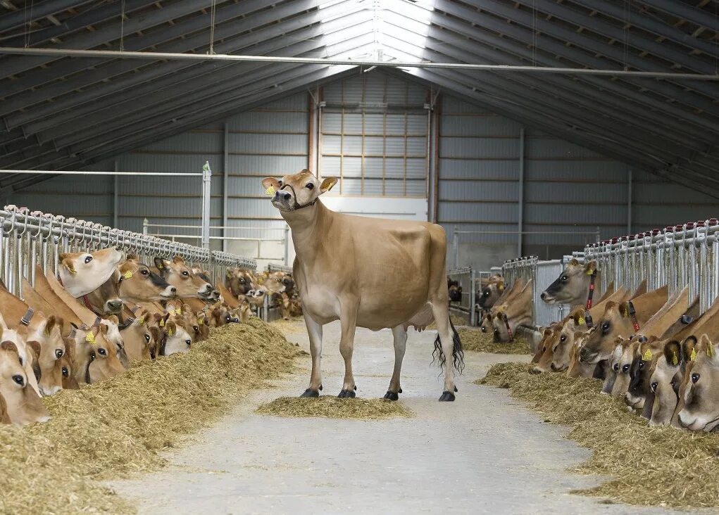 Раббит кролиководческая ферма. Корридель порода овец. Клетки для кроликов породы фландр. Сх животные. Овцы породы оксфорд.