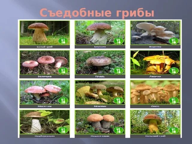 Белый гриб – гордость леса. Грибы 7 букв первая. Боровик королевский болетовые. Грибы 7 букв первая. Грибы 7 букв первая.