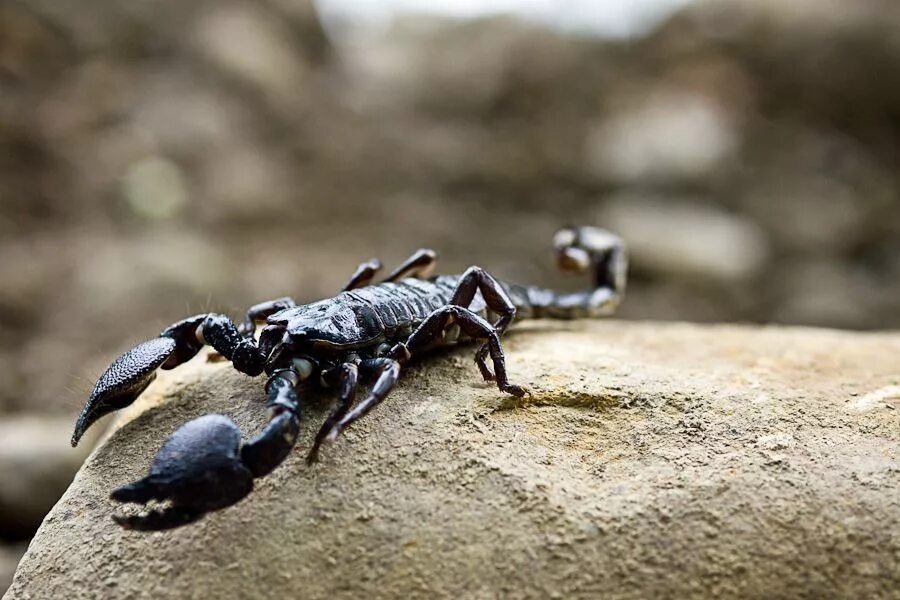 Скорпион. Скорпион фото. Скорпионы животные. Красивый Скорпион. Animals scorpions