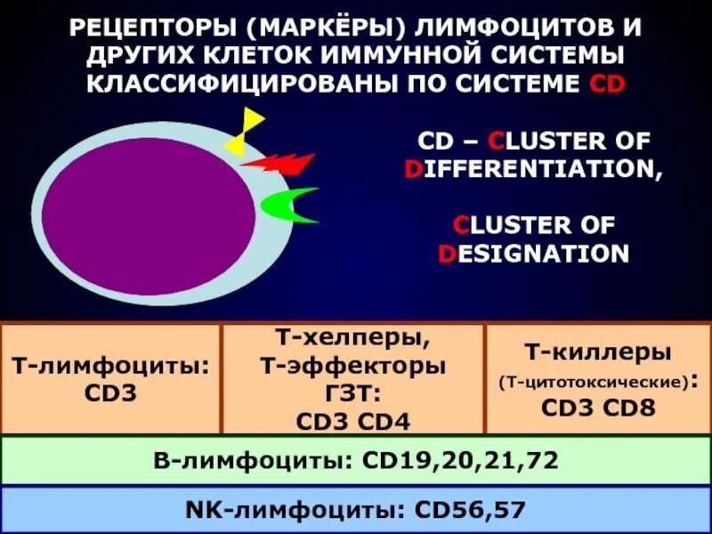 Cd8 т-клетки, cd4 т-клетки. Адгезия cd4 рецептора т-лимфоцитов:. Маркеры цитотоксических т-лимфоцитов. Цитотоксические т-лимфоциты маркеры. Регуляторные т лимфоциты