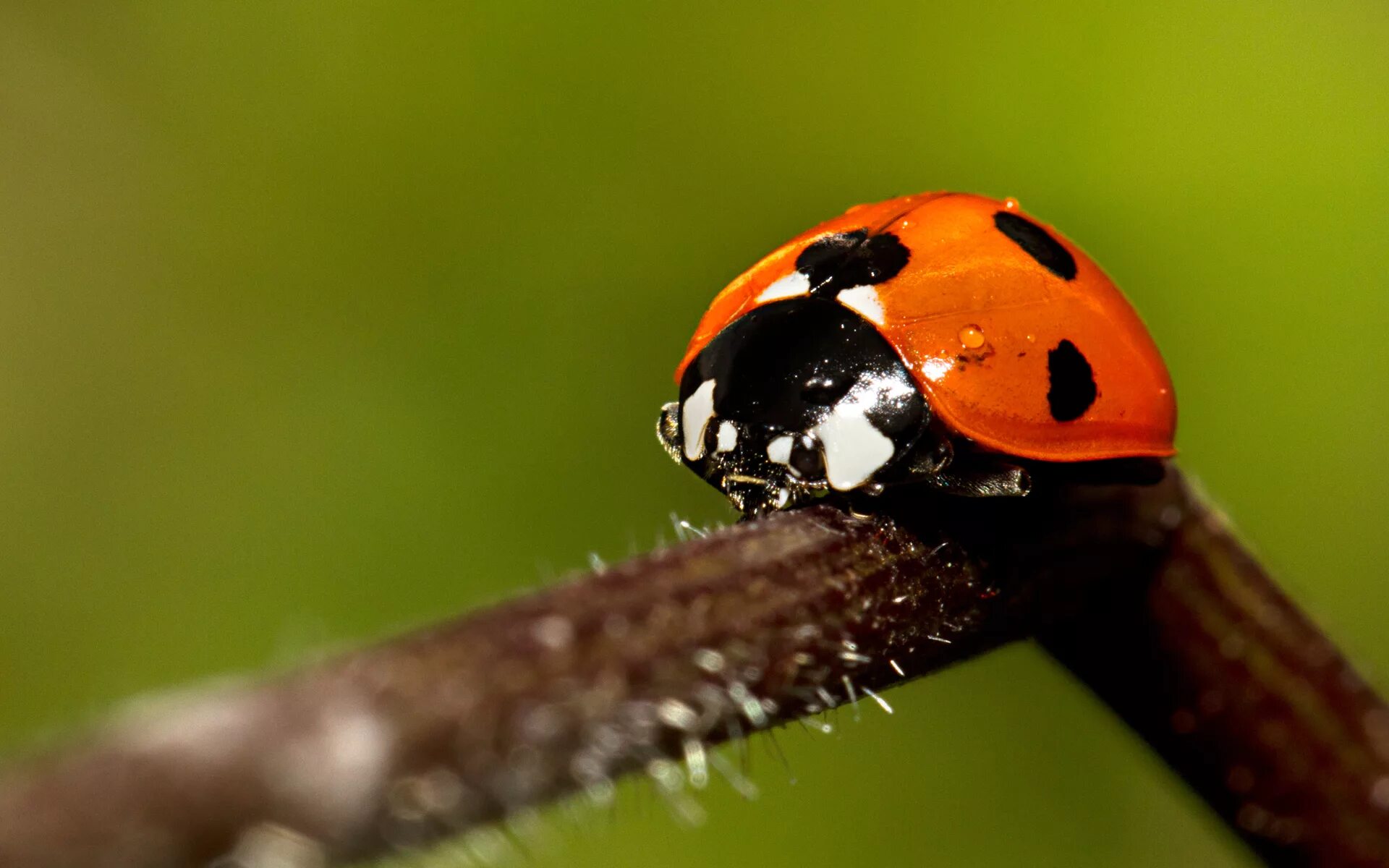 Божья коровка комар. Божьи коровки. Ladybug Божья коровка. Насекомая Божия коровка. Божья коровка Макросъемка.