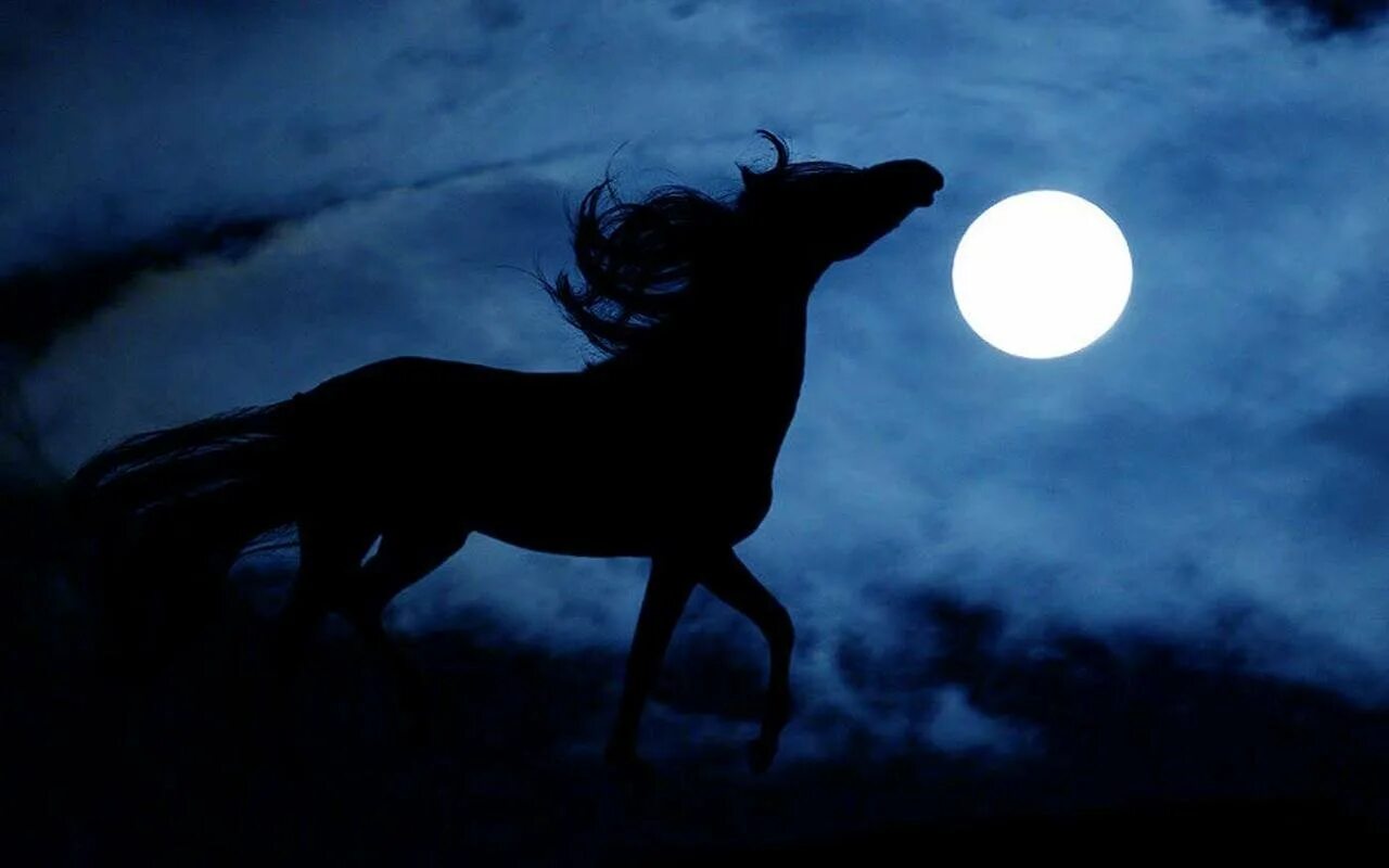 Лошадь на черном фоне. Конь ночью. Черный конь. Лошадь на темном фоне. Ночная кобыла.