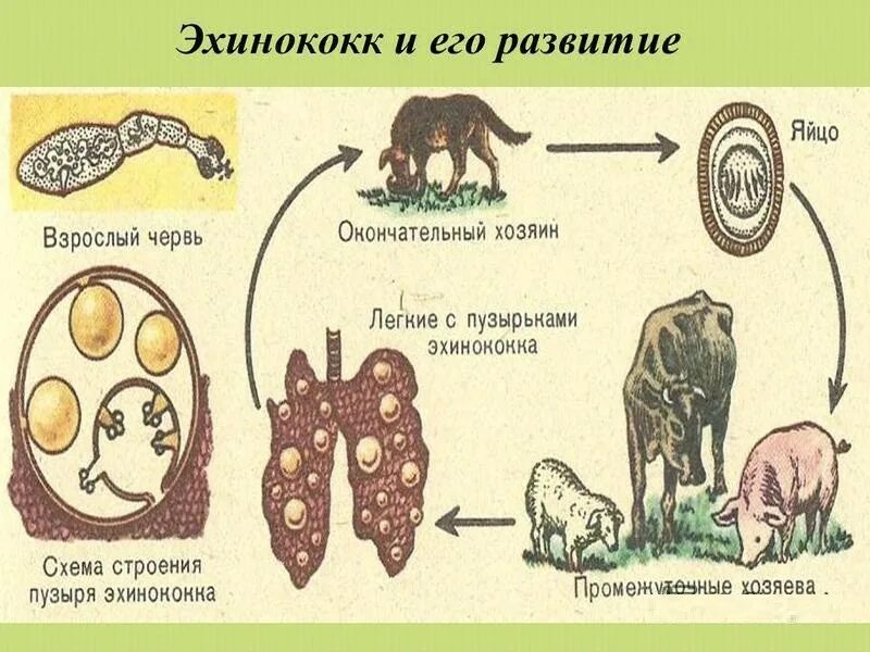 Эхинококкоз у детей симптомы