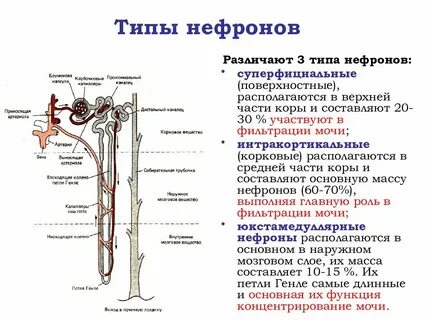 В почечных канальцах образуется