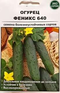 Сорт огурцов феникс описание