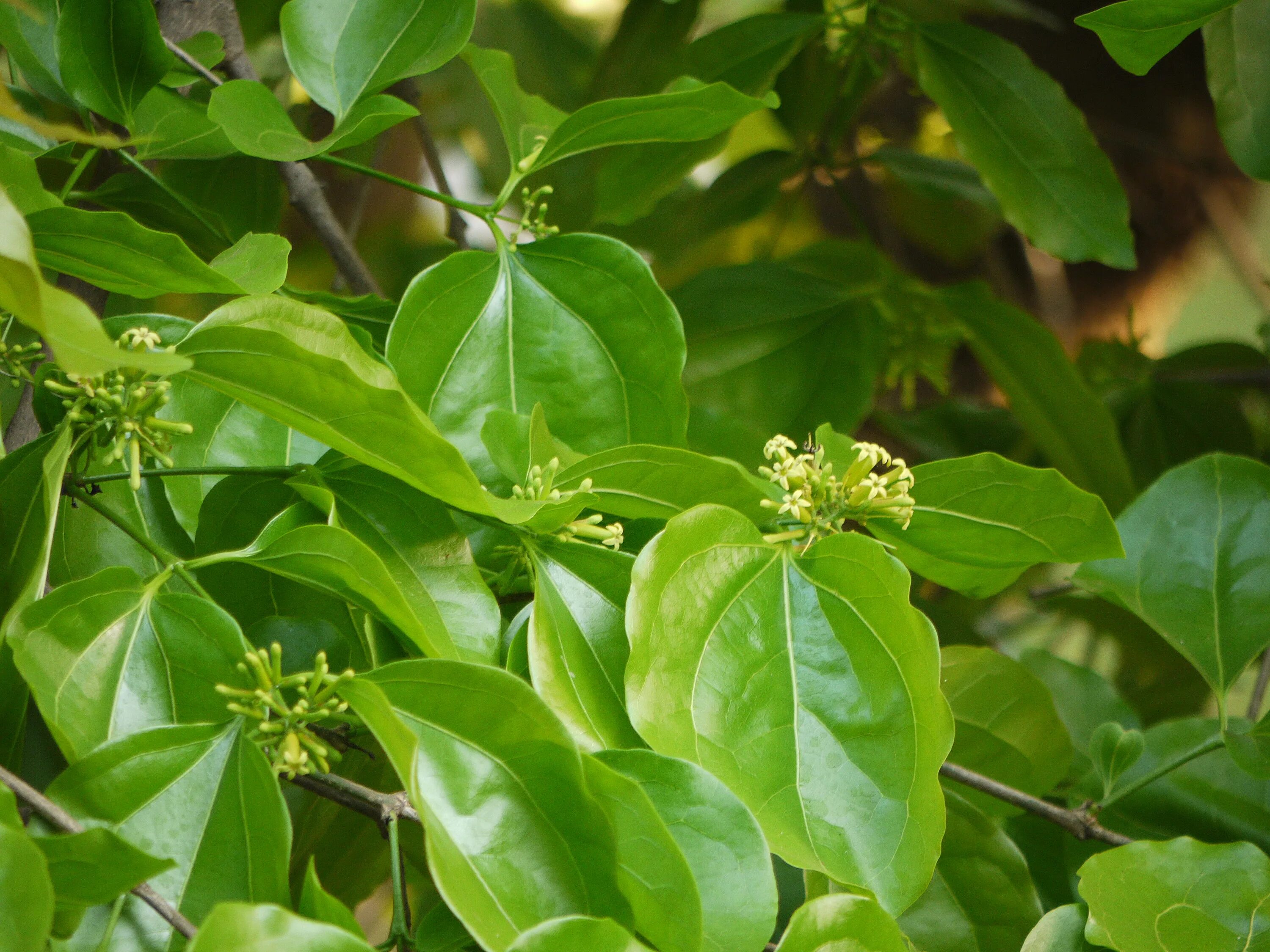 Strychnos NUX-Vomica. Стрихнос ядоносный. Strychnos toxifera.