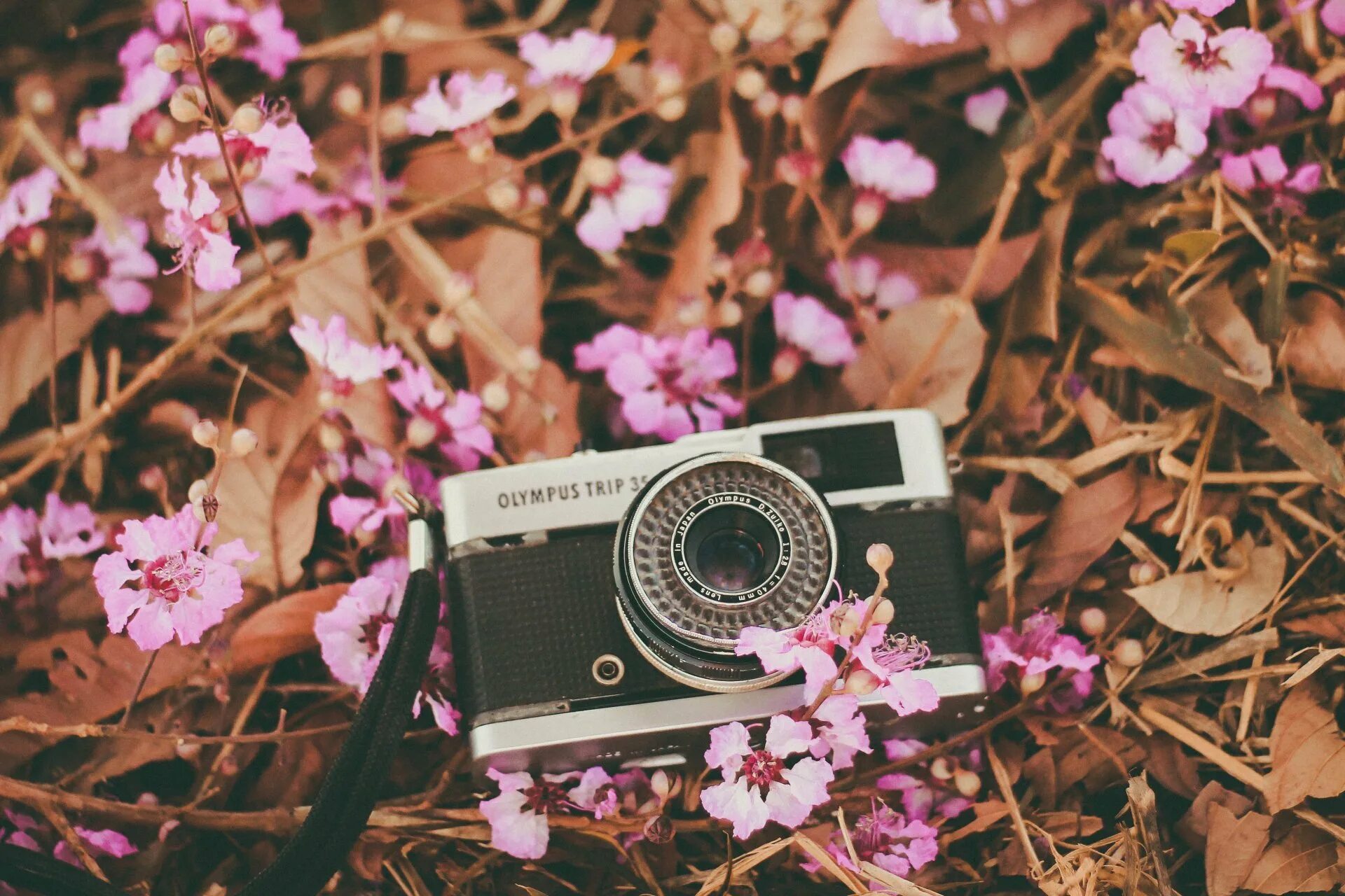 Картинки на телефон эстетика. Фотоаппарат и цветы. фотоаппарат эстетика. фотоаппарат с цветами. старый фотоаппарат эстетика.
