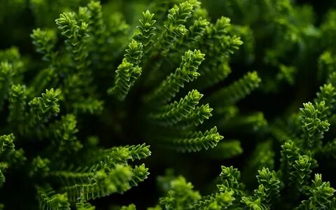 Natural plants