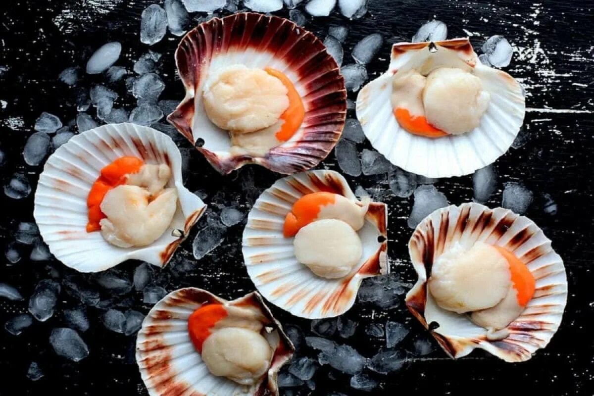гребешок моллюск дальневосточный. морской гребешок ракушка. исландский гребешок баренцево море. морской гребешок моллюск. морской гребешок на полустворке.