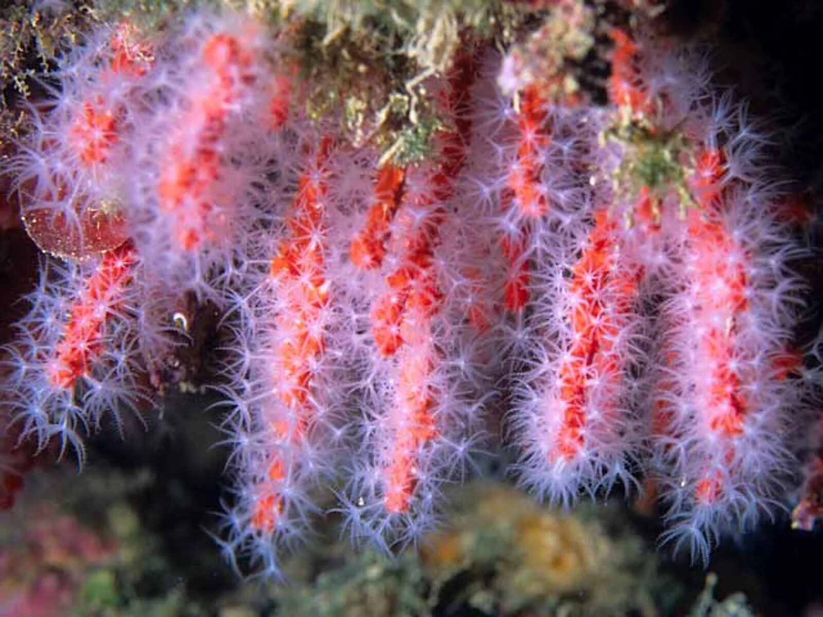 The coral has. Благородный коралл Corallium rubrum. Corallium rubrum (Кораллиум рубрум) коралл красный. Восьмилучевые кораллы Octocorallia. Коралловые полипы альционарии.